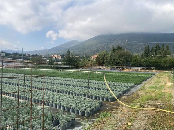terreno agricolo in vendita ad Albenga in zona Salea