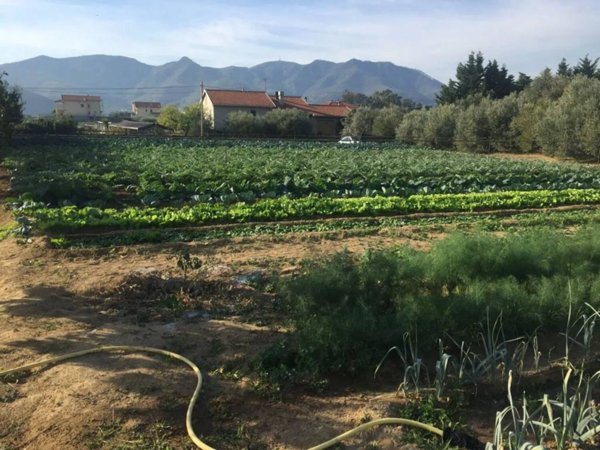 terreno agricolo in vendita ad Albenga