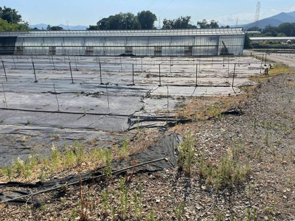terreno agricolo in vendita ad Albenga in zona Salea
