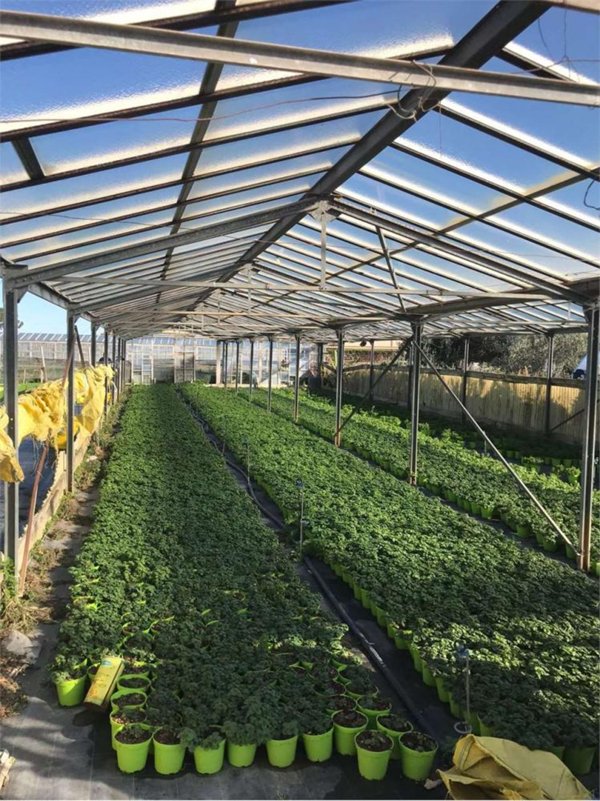 terreno agricolo in vendita ad Albenga