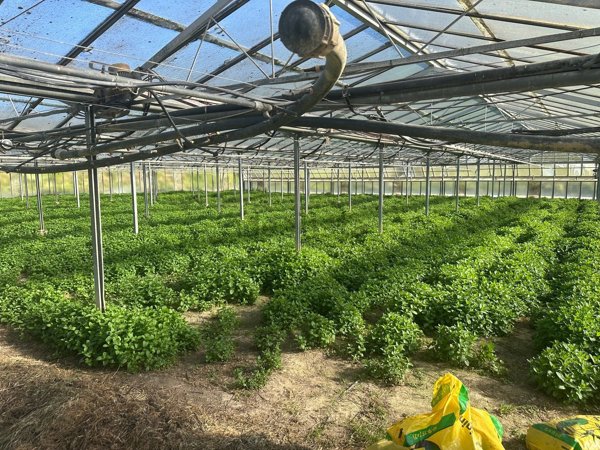 azienda agricola in vendita ad Albenga