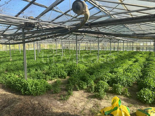 terreno agricolo in vendita ad Albenga in zona Vadino