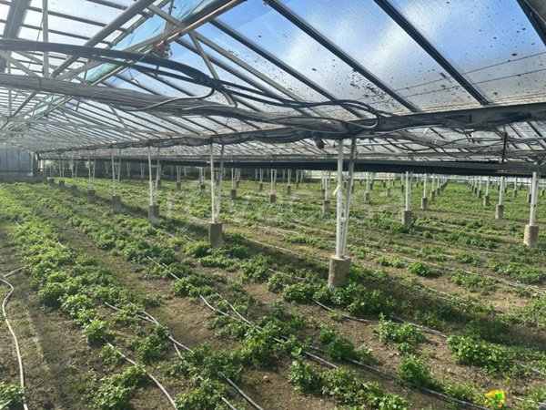 terreno agricolo in vendita ad Albenga in zona Lusignano