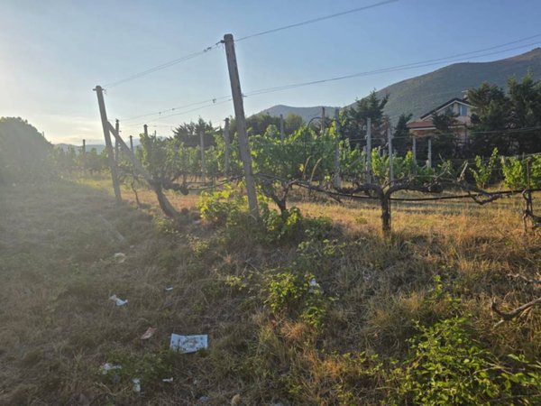 terreno agricolo in vendita ad Albenga in zona Salea