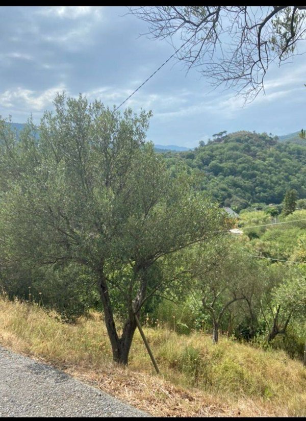 terreno agricolo in vendita ad Albisola Superiore