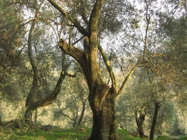 terreno agricolo in vendita a Balestrino