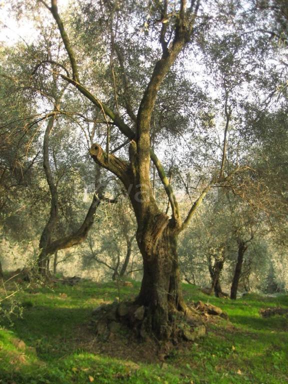 terreno agricolo in vendita a Balestrino