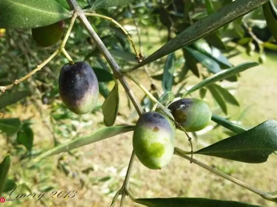 terreno agricolo in vendita a Celle Ligure