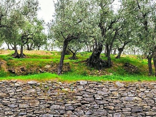 terreno agricolo in vendita a Celle Ligure in zona Pecorile
