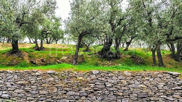 terreno agricolo in vendita a Celle Ligure