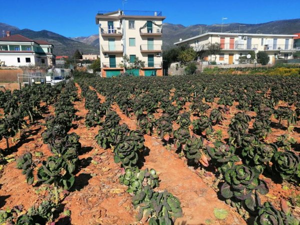 terreno agricolo in vendita a Ceriale