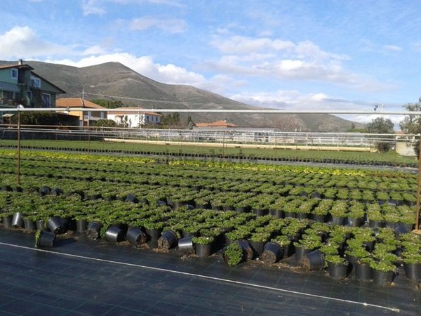terreno agricolo in vendita a Ceriale