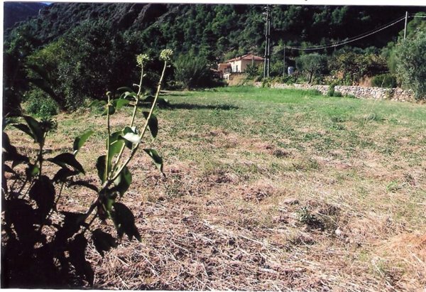 terreno agricolo in vendita a Cisano sul Neva