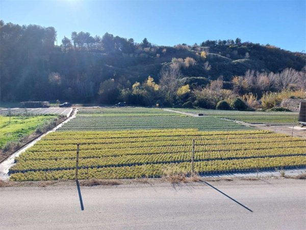 terreno agricolo in vendita a Cisano sul Neva in zona Cenesi