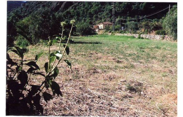 terreno agricolo in vendita a Cisano sul Neva