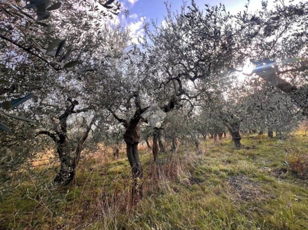 terreno agricolo in vendita a Finale Ligure in zona Olle