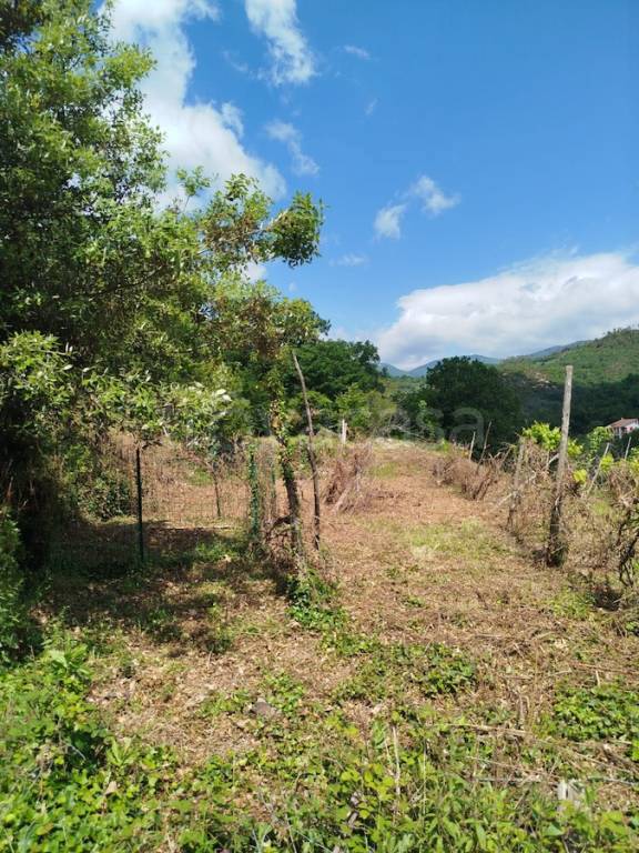 terreno agricolo in vendita a Giustenice in zona San Michele