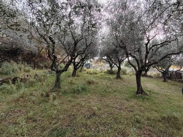terreno agricolo in vendita a Loano