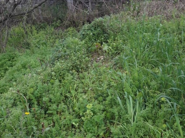 terreno agricolo in vendita a Noli in zona Voze