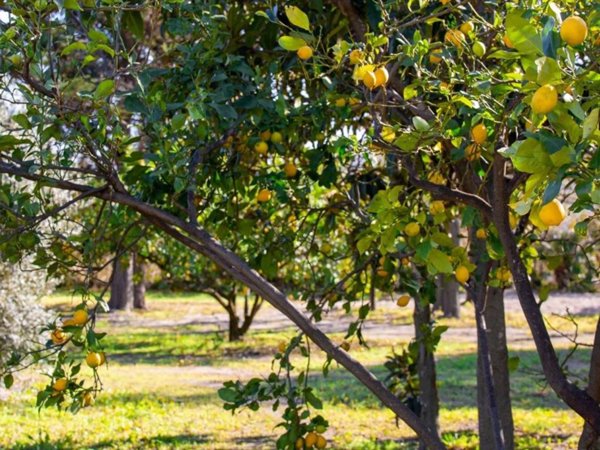 terreno agricolo in vendita a Pietra Ligure