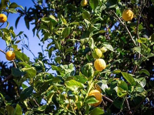 appartamento in vendita a Pietra Ligure