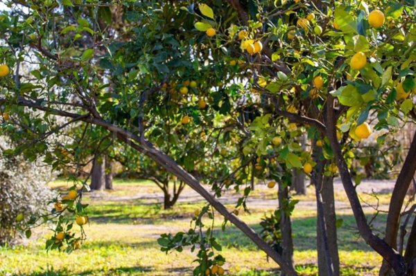 terreno agricolo in vendita a Pietra Ligure