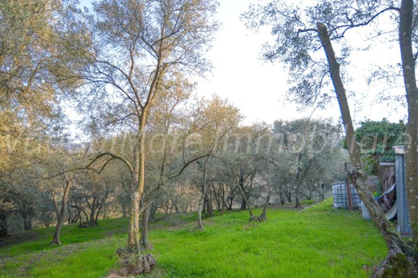terreno agricolo in vendita a Quiliano in zona Roviasca