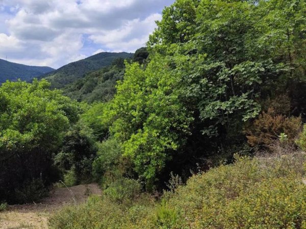 terreno agricolo in vendita a Quiliano