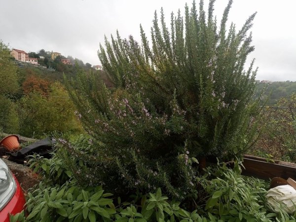 appartamento in vendita a Quiliano in zona Cadibona