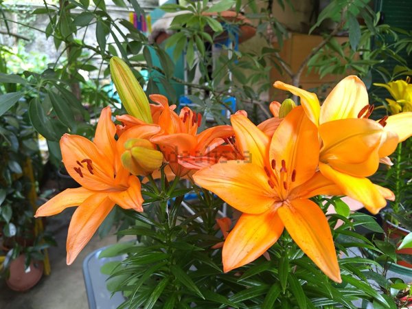 appartamento in vendita a Sassello