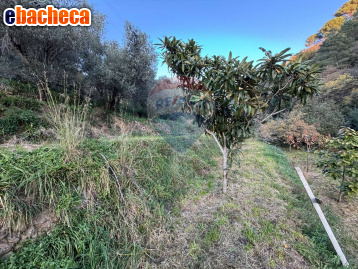 terreno agricolo in vendita a Savona in zona Marmorassi