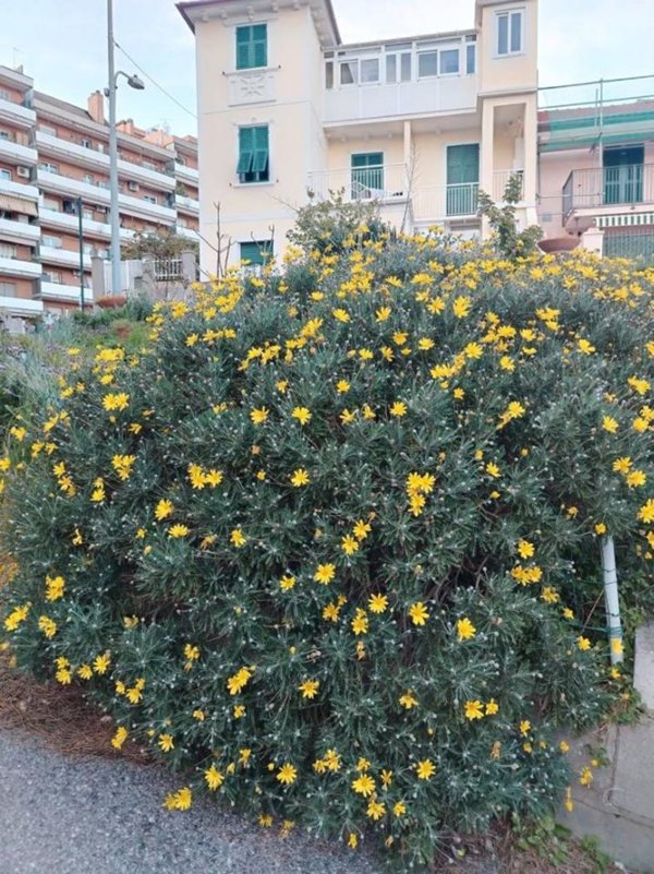 casa indipendente in vendita a Savona