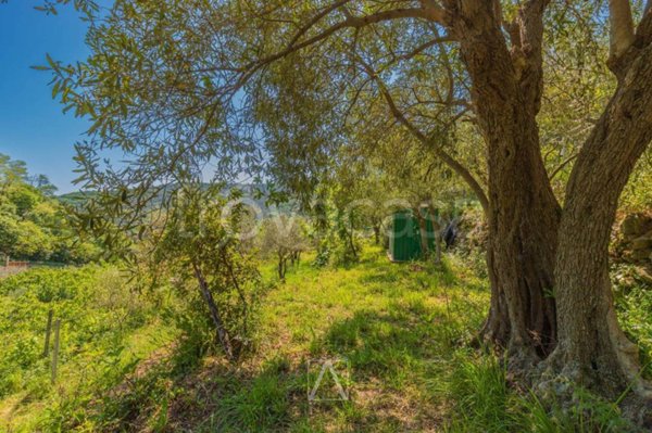 terreno agricolo in vendita a Savona in zona Cimavalle / Botta