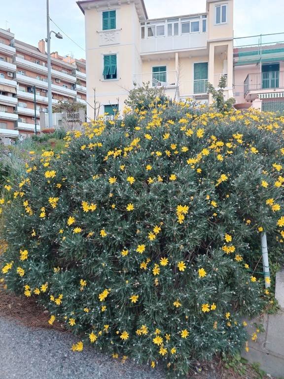 casa indipendente in vendita a Savona