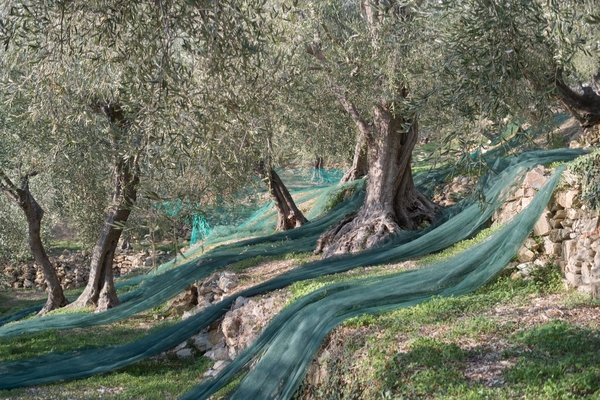 terreno agricolo in vendita a Savona