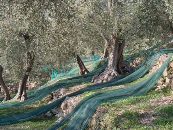 terreno agricolo in vendita a Savona in zona Centro Storico