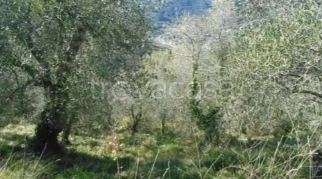 terreno agricolo in vendita a Stellanello in zona Villarelli