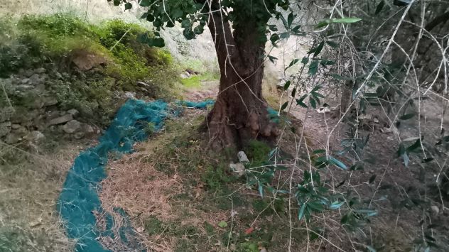 terreno agricolo in vendita a Tovo San Giacomo