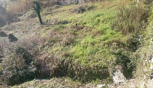 terreno agricolo in vendita a Vado Ligure in zona Sant'Ermete