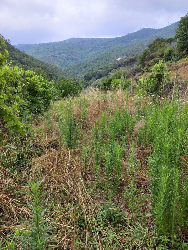 locale di sgombero in vendita a Vado Ligure