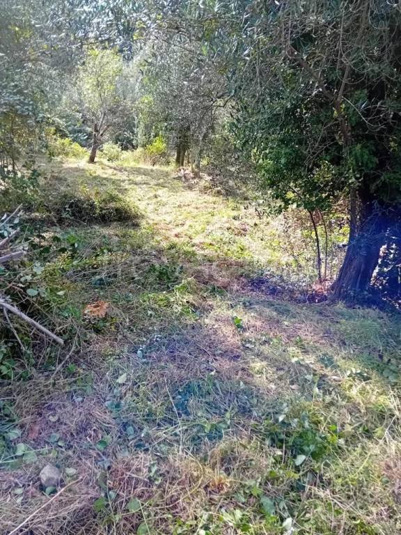 terreno agricolo in vendita a Varazze in zona Casanova