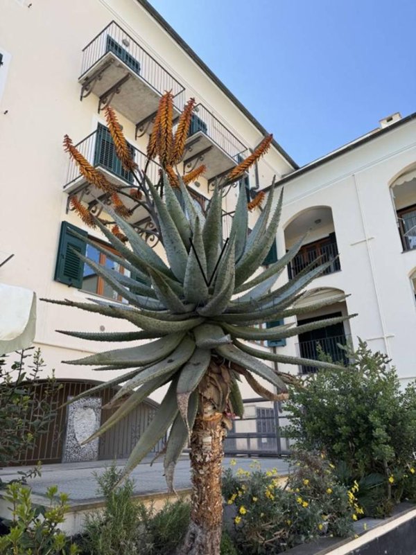 appartamento in vendita a Varazze