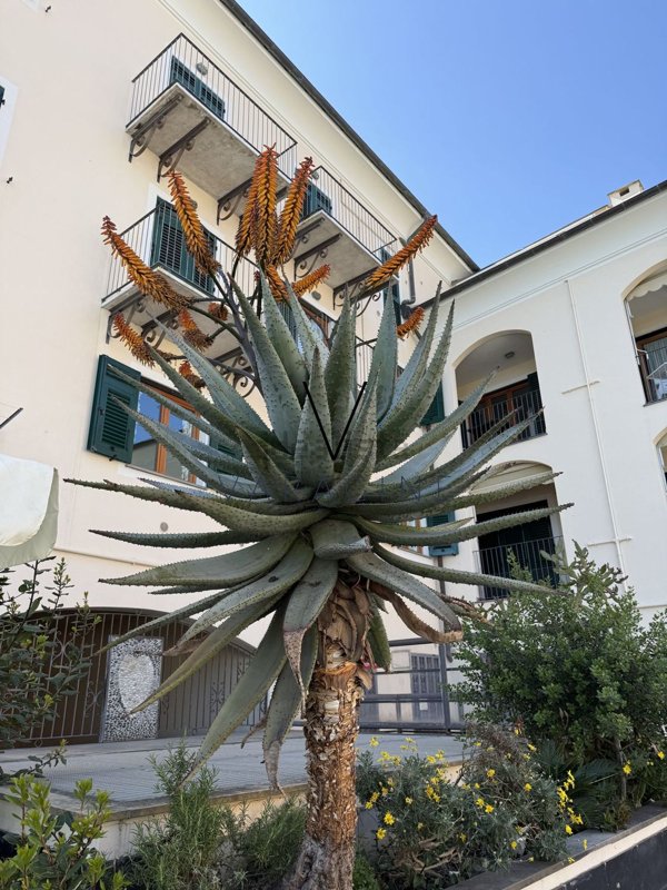 appartamento in vendita a Varazze