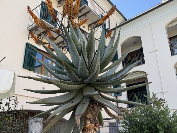 appartamento in vendita a Varazze