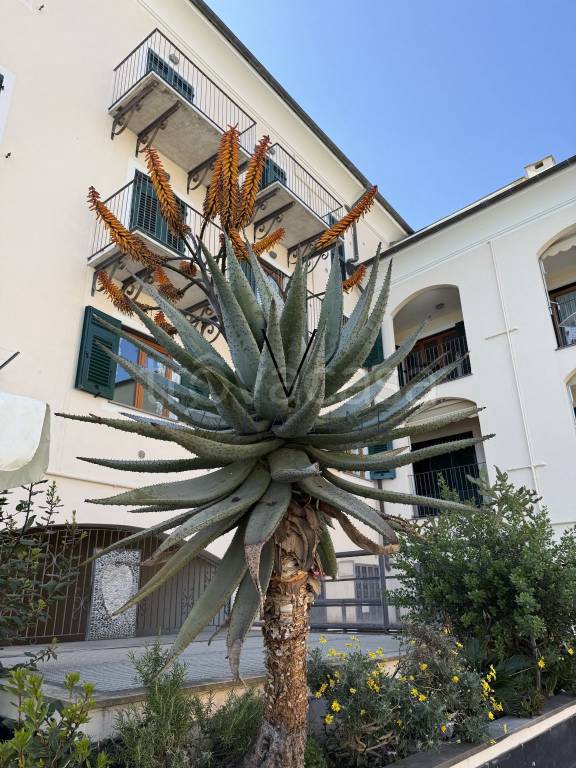 appartamento in vendita a Varazze