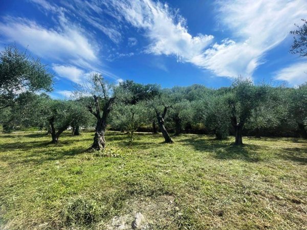 terreno agricolo in vendita a Villanova d'Albenga
