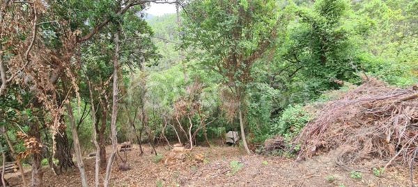 terreno agricolo in vendita a Casarza Ligure