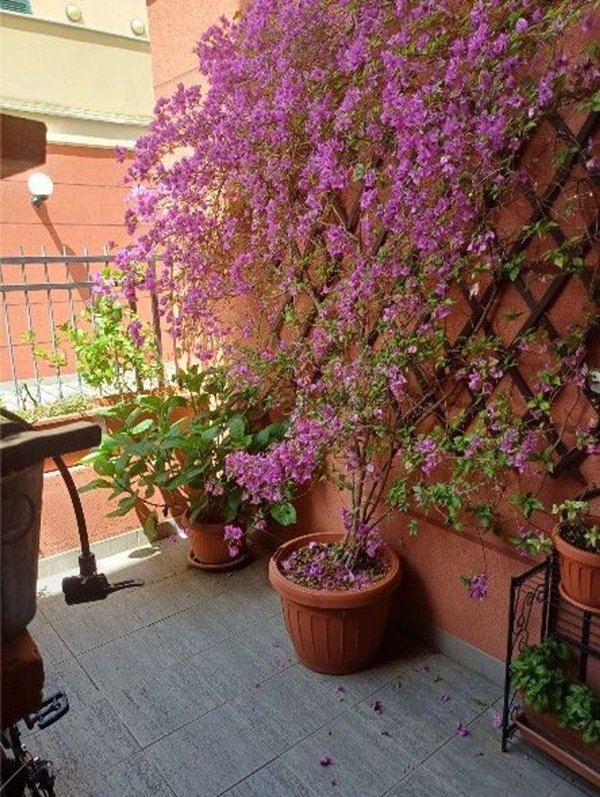 appartamento in vendita a Casarza Ligure