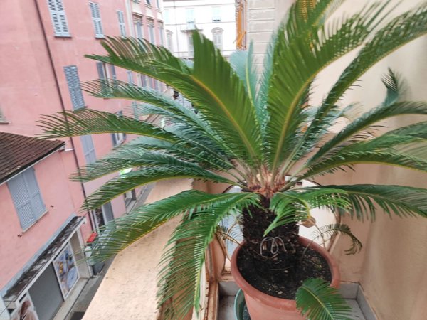 appartamento in vendita a Chiavari