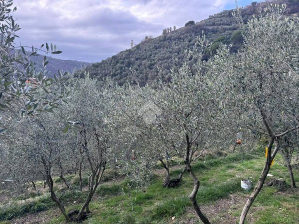 terreno agricolo in vendita a Chiavari in zona Sanguineto